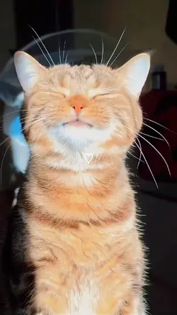 cute cat