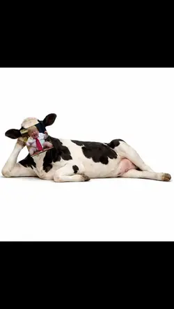 swap face cow pose