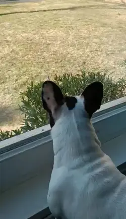chien Michelle 