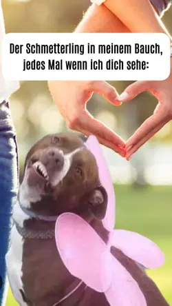 FUNNY DOG