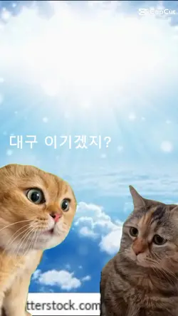 대팍가는 고양이