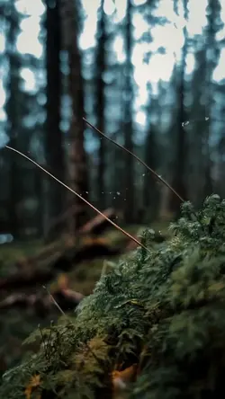 Cinematic 6 clip