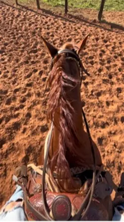 cavalos 🐴