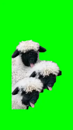 Funny sheep's meme 