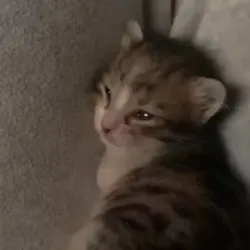 crying cat
