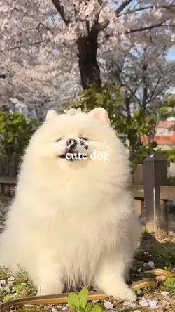 dog day