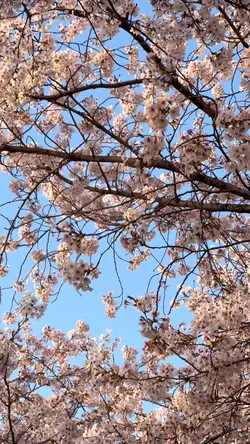 Cherry Blossoms Vlog