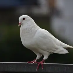 Taka taka taka  Ta 