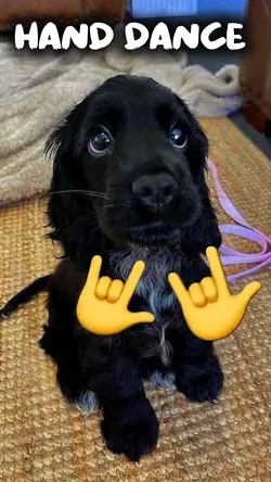 Hand Dance