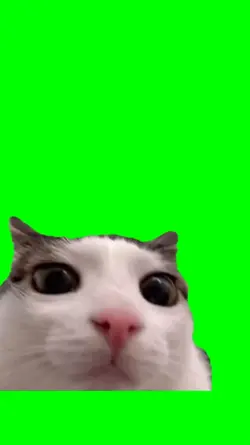Cat blinking