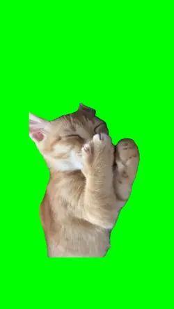 Cat laughing Meme