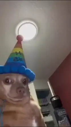 funny dog meme 