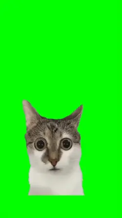 Gato asustado