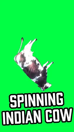 SPINNING INDIAN COW