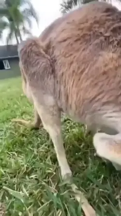 KANGAROO 