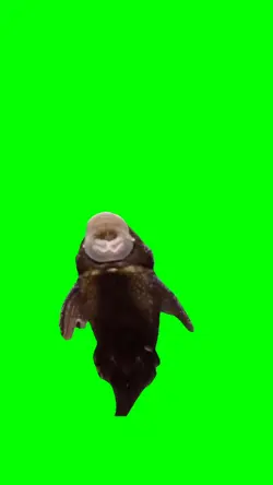 dancing fish meme 