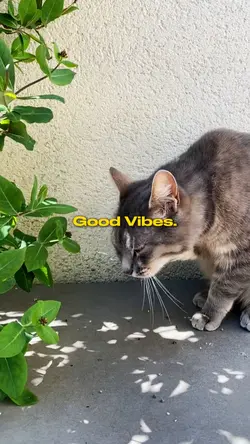 Good Vibes