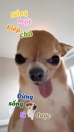 Sống một kiếp chó