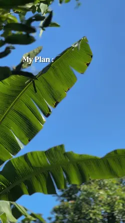 My Plan