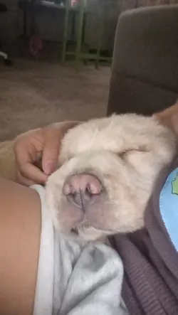 Dog 