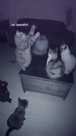 trend kucing ngobrol