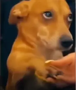 Cute dog