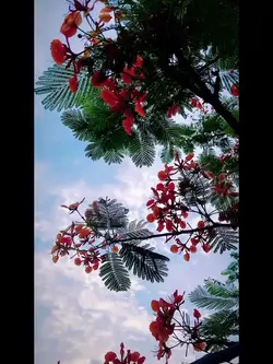 বলছি আমি নিজে নিজে 