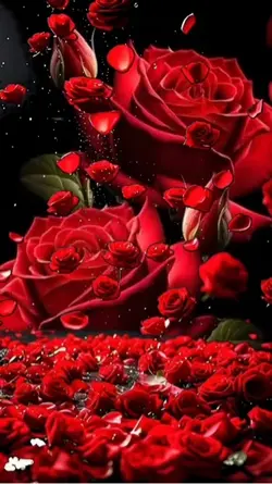 真っ赤な薔薇