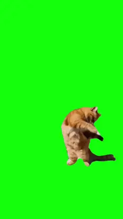 orange cat dancing