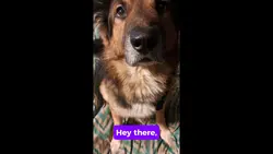 Dogs are Everything!