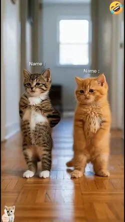 Dance Cat