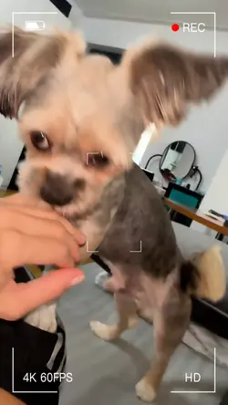 Puffy Grooming 