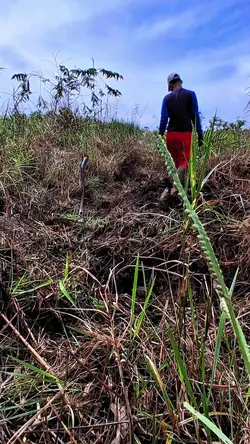 menanam pohon