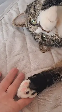 猫の肉球