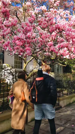 Magnolia 