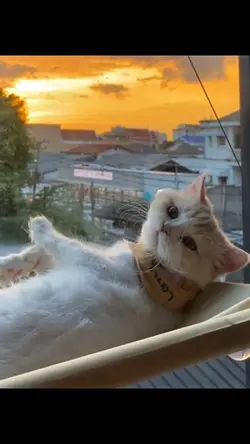 แม่แบบฟรี