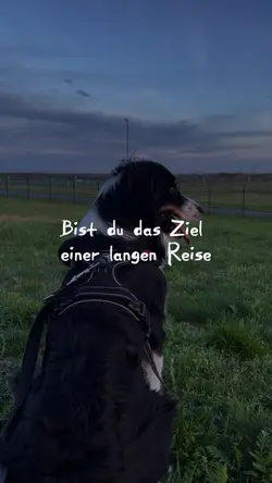 Das Kompliment Song 