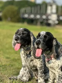 Zoomies
