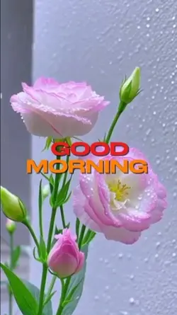 Good Morning 