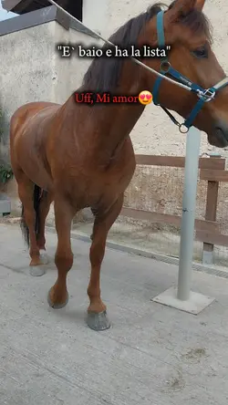 mi amorrr