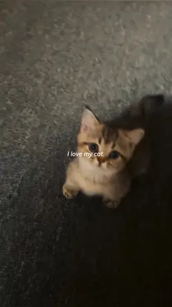 I love my cat 