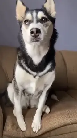 Dogs 