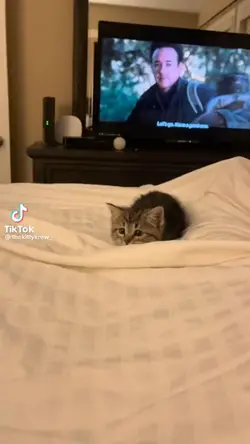 Normal