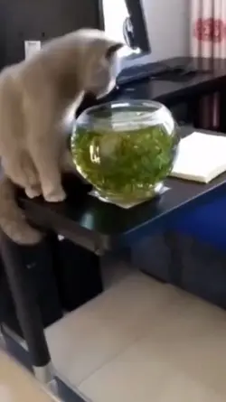 kucing ku nakal