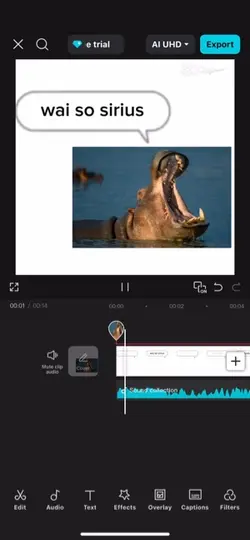Hippo