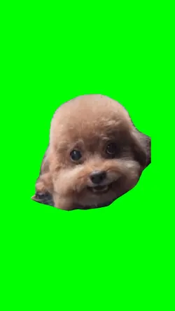CHINESE DOG RAPPING