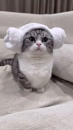Kitten