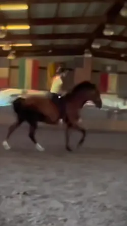 I love pony