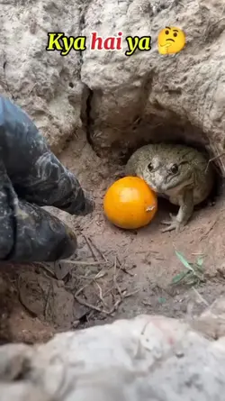 very Funny video 