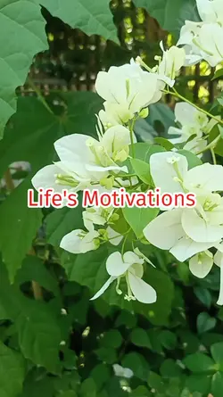 Life's Motivations